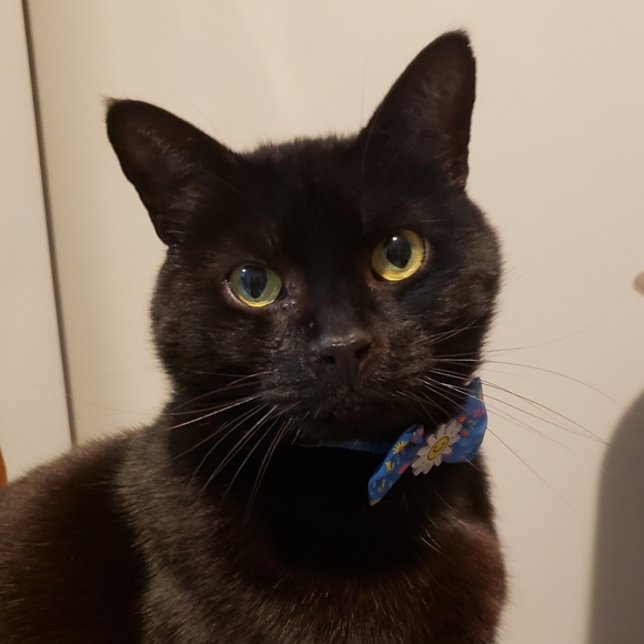 Meet your Posher, Sara - Picture 1 of 1